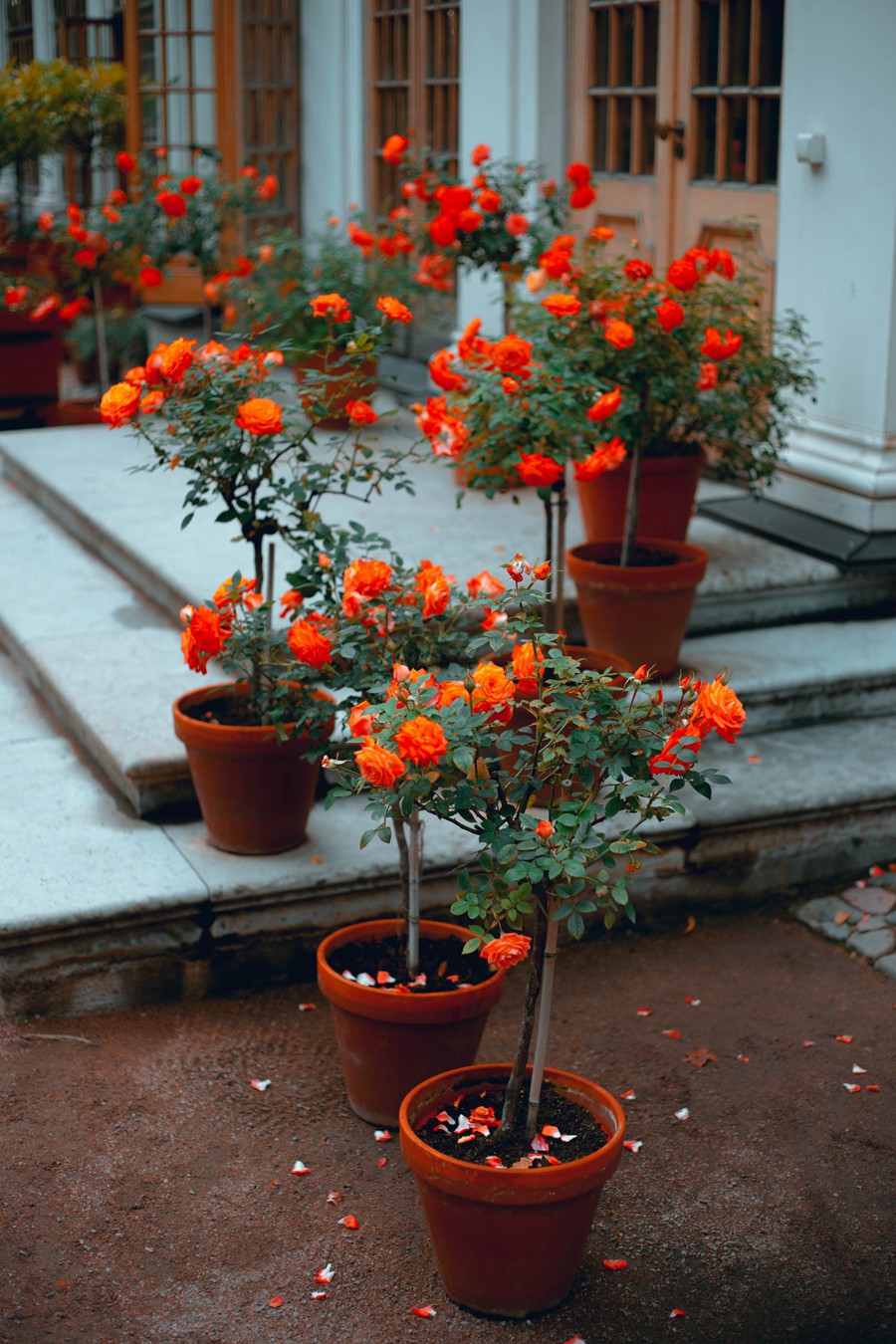 CINEMATOGRAPHE 旅拍风光城市人文扫街人像 夜间摄影 电影胶片模拟 Lightroom Presets 大师预设 by Viktor Balaguer 插件预设 第4张-素材湾丨精选海外优质设计素材资源 CINEMATOGRAPHE 旅拍风光城市人文扫街人像 夜间摄影 电影胶片模拟 Lightroom Presets 大师预设 by Viktor Balaguer 插件预设 sucaiwan.com