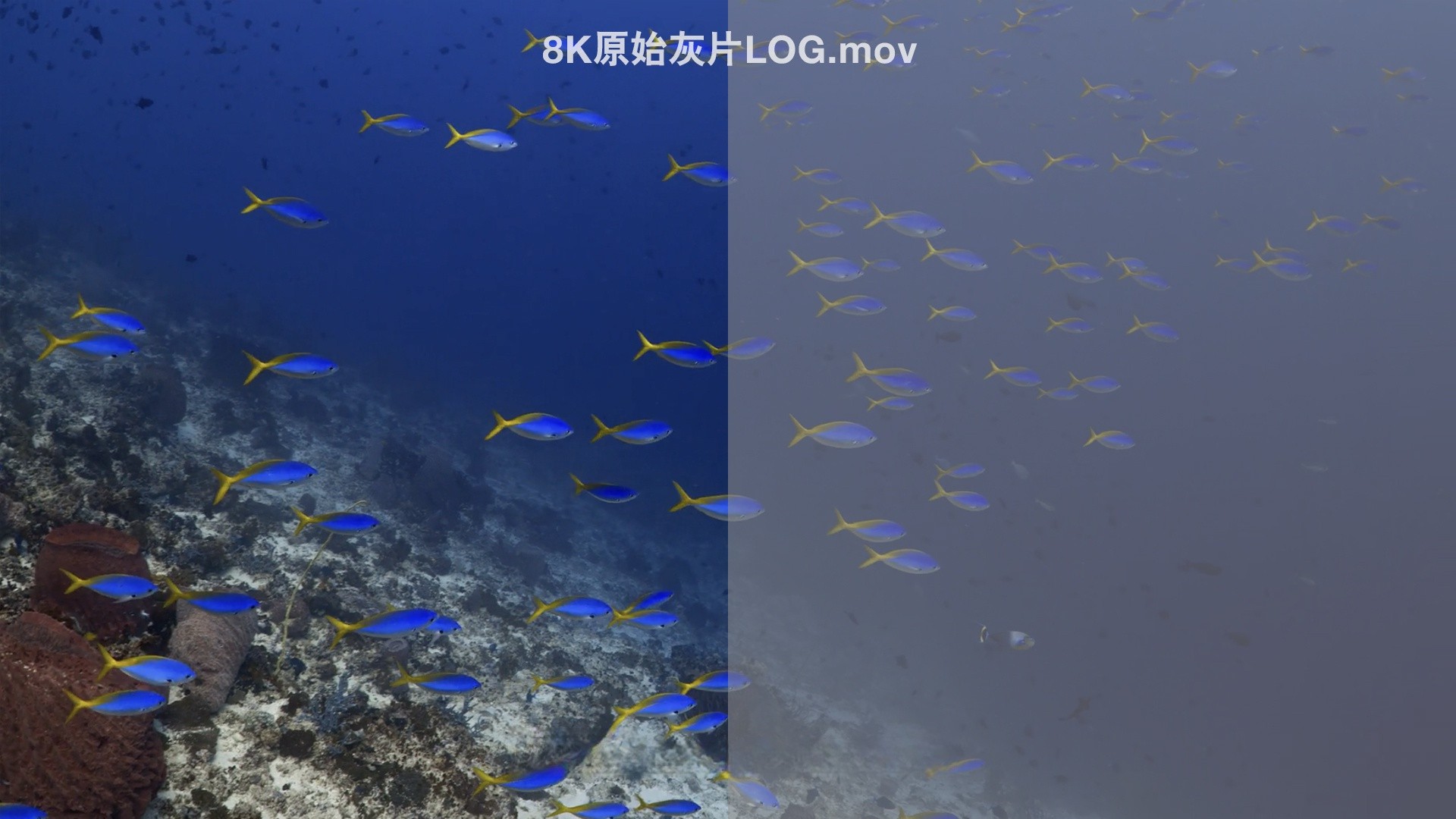 Artlist 8K ProRes超高清原始灰片LOG调色实拍视频素材、海洋、水下、鱼类、珊瑚礁灰片视频素材 , 第1张-素材湾丨精选海外优质设计素材资源 Artlist 8K ProRes超高清原始灰片LOG调色实拍视频素材、海洋、水下、鱼类、珊瑚礁灰片视频素材 , sucaiwan.com