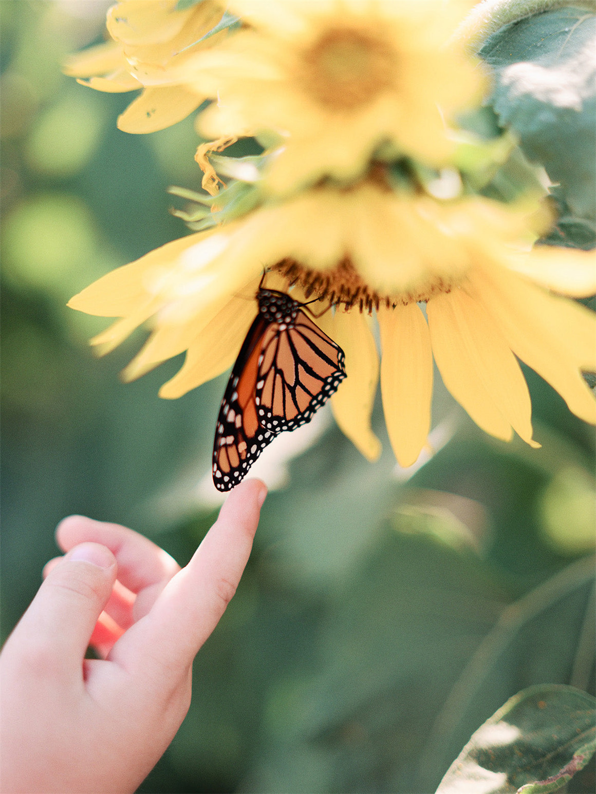 富士800Z/160C风格化胶片模拟婚礼、人像、商业摄影Lightroom调色预设 The Archetype Process - The Green Pack II , 第5张-素材湾丨精选海外优质设计素材资源 富士800Z/160C风格化胶片模拟婚礼、人像、商业摄影Lightroom调色预设 The Archetype Process - The Green Pack II , sucaiwan.com