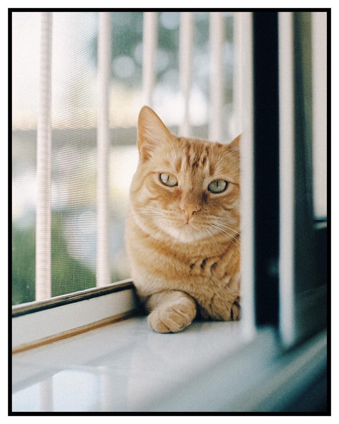 经典魅力一键式真实胶片电影美学怀旧色调胶片摄影Capture One飞思调色预设 ClassicFilm 2 Pro — Capture One Edition 插件预设 第5张-素材湾丨精选海外优质设计素材资源 经典魅力一键式真实胶片电影美学怀旧色调胶片摄影Capture One飞思调色预设 ClassicFilm 2 Pro — Capture One Edition 插件预设 sucaiwan.com