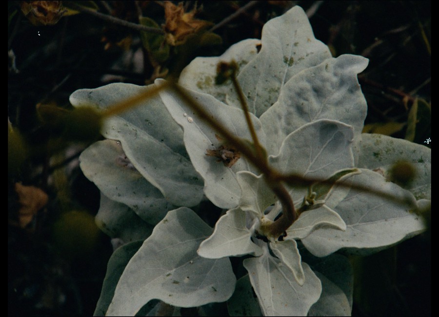 Bolex H16 Powergrade - 16mm film look 独特复古真实胶片扫描16MM胶片模拟电影感风格化、商业短片长片、风光、人像、旅拍、纪录片、达芬奇节点调色预设 , sucaiwan.com