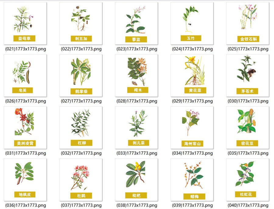 手绘中医草药草本植物插图背景PNG免抠图片 养生材图案PS素材 , sucaiwan.com