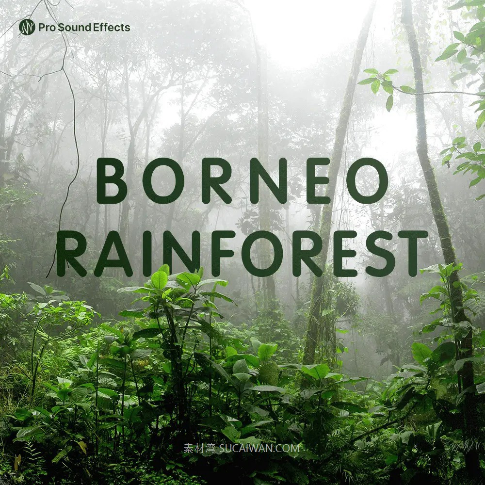 121个热带雨林自然环境氛围剪辑WAV音效 Pro Sound Effects - Borneo Rainforest , 第1张-素材湾丨精选海外优质设计素材资源 121个热带雨林自然环境氛围剪辑WAV音效 Pro Sound Effects - Borneo Rainforest , sucaiwan.com