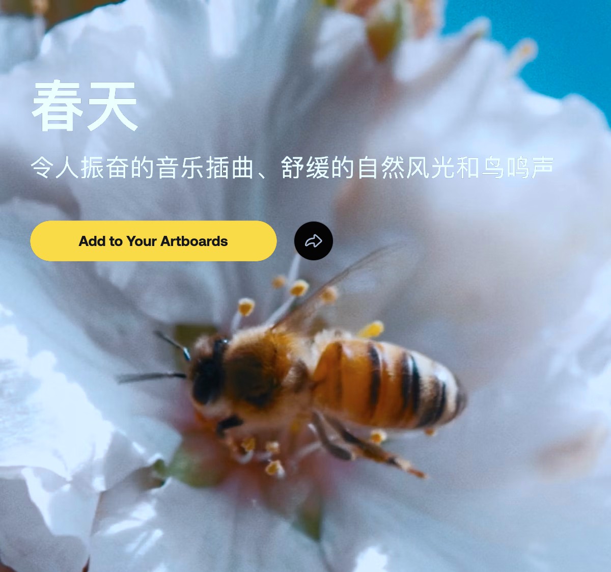 Artlist 治愈舒缓宁静自然风光蜜蜂成群、轻风树叶沙沙作响、嗡嗡作响鸟儿鸣叫、童话竖琴滑音、平静森林村庄昆虫电影元素春天音效 Spring , 第1张-素材湾丨精选海外优质设计素材资源 Artlist 治愈舒缓宁静自然风光蜜蜂成群、轻风树叶沙沙作响、嗡嗡作响鸟儿鸣叫、童话竖琴滑音、平静森林村庄昆虫电影元素春天音效 Spring , sucaiwan.com