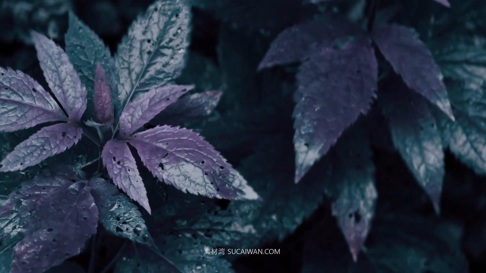 25组电影级Apple iPhone Log手机视频色彩分级调色Lut预设包 Pixflow – CL-iPhone LUTs , 第9张-素材湾丨精选海外优质设计素材资源 25组电影级Apple iPhone Log手机视频色彩分级调色Lut预设包 Pixflow – CL-iPhone LUTs , sucaiwan.com