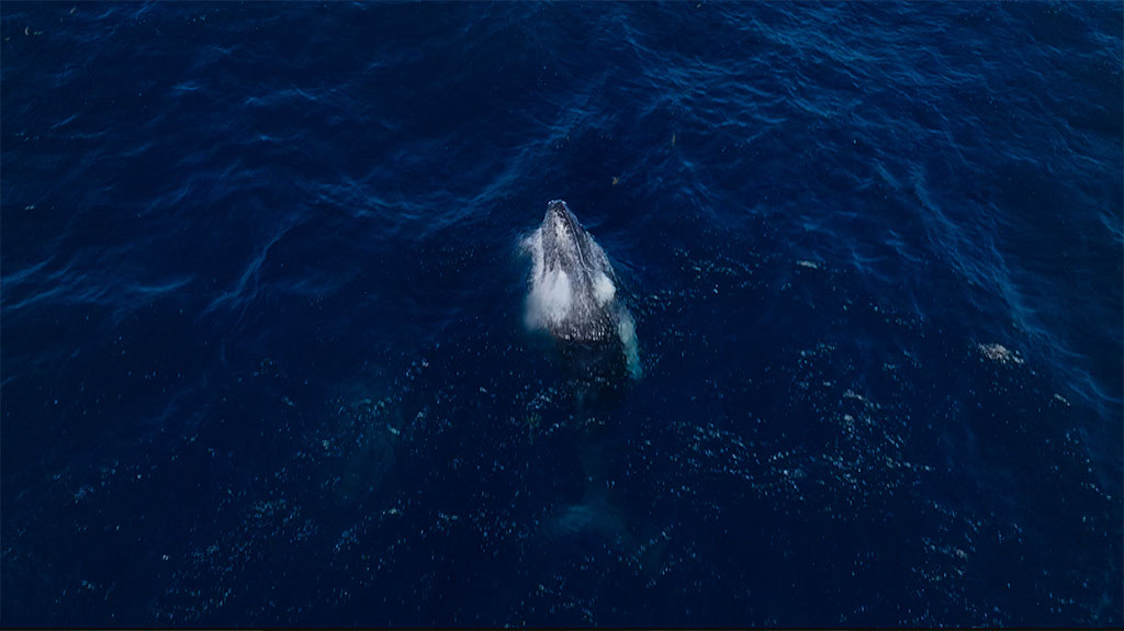 ArtList 超高清自然元素/山脉/云海/夏威夷/毛伊岛/海浪/悬崖/海龟/鲸鱼/鸟类无人机实拍4K视频素材 Maui Magic – 4K ProRes UHQ Collections , 第1张-素材湾丨精选海外优质设计素材资源 ArtList 超高清自然元素/山脉/云海/夏威夷/毛伊岛/海浪/悬崖/海龟/鲸鱼/鸟类无人机实拍4K视频素材 Maui Magic – 4K ProRes UHQ Collections , sucaiwan.com