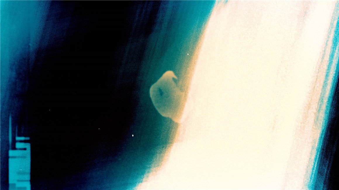 全新霓虹灯视觉胶片叠加转场过渡+音效素材 , 第14张-素材湾丨精选海外优质设计素材资源 全新霓虹灯视觉胶片叠加转场过渡+音效素材 , sucaiwan.com