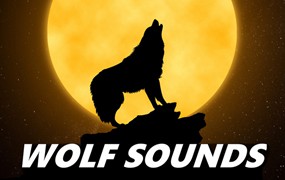 音效：90个狼群嚎叫咆哮声、嚎叫声、哀鸣声、长啸声等音效素材 Wolf Sound Effects